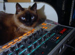 synthcat dx200