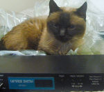 mimi synthcat MVS1