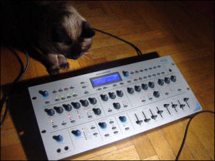 cat on synth!