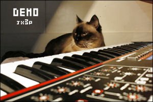 cat on synth