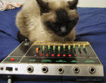 mimi the cat