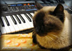 synth cat