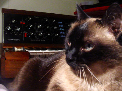 cat and minimoog