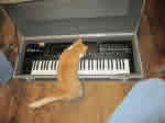 roland d50 cat